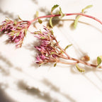 Anillo de mariposa pequeña